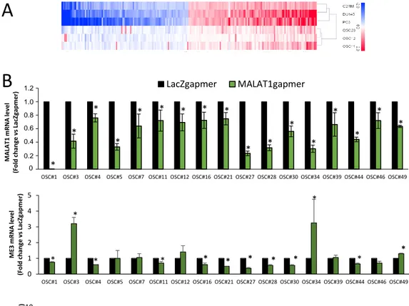 Figure 9. Validation of array data in organotypic slice cultures (OSCs). (A) Heatmap of concordant genes (n = 200) sharing the same regulation after MALAT1 depletion in PCa cells (C27IM, DU145, and PC3) and OSC#28-12-11