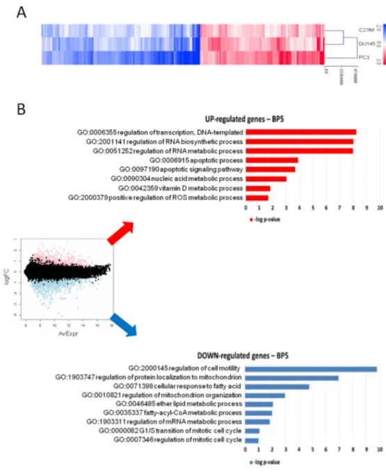 Figure 2. Gene profiling after MALAT1 silencing. (A) Heatmap of differentially regulated tran- tran-scripts (log2 FC &gt; 0.58, namely FC &gt; 1.5; p &lt; 0.01) in PC3, DU145, and C27IM cell lines transfected  with MALAT1gapmer vs