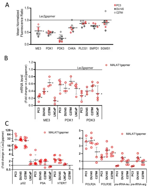 Figure 3. Validation of array data in PCa cells by qRT-PCR. (A) Differential expression of genes as  emerging from transcriptomic analysis before/after MALAT1 depletion in C27IM, DU145, and PC3  cells