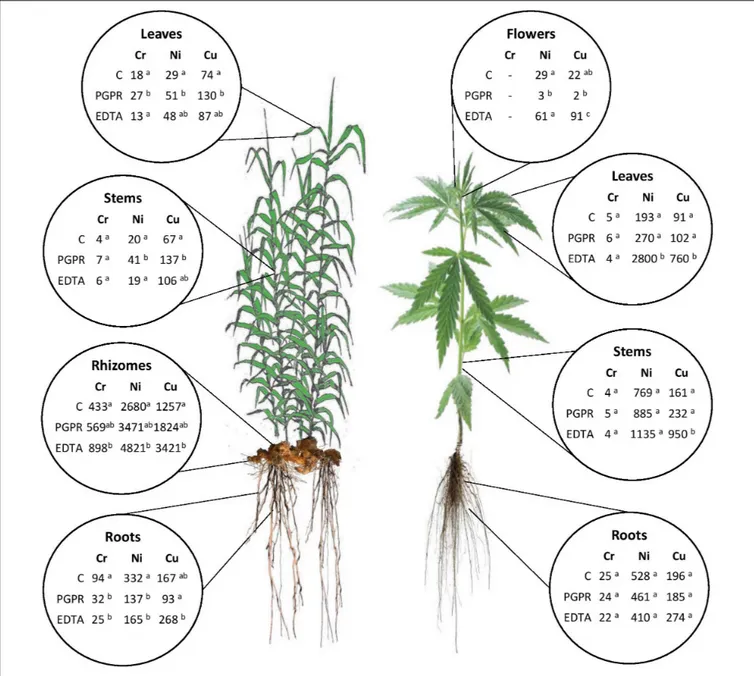 FIGURE 2 | Summary of mean values of Cr, Ni, and Cu uptake ( µg HM plant −1 ) in plant components for hemp and giant reed as affected by treatments