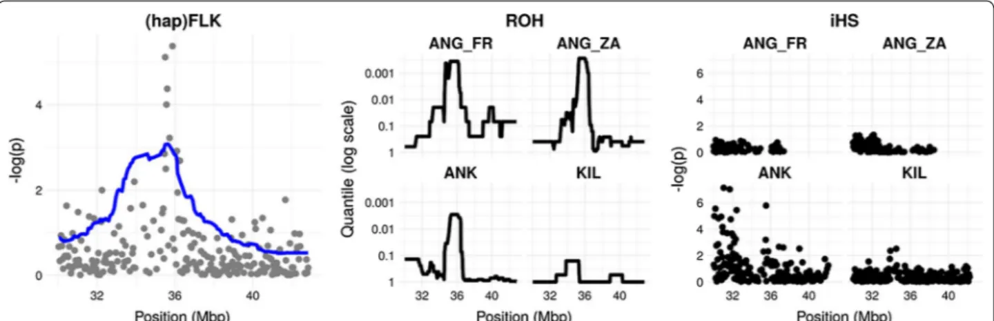 Fig. 2  Signatures of selection on chromosome 25 in the Angora group. Left panel: FLK (points) and hapFLK (line) signals