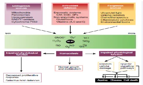 Figure 1.3. The sources and cellular responses to ROS [10] 
