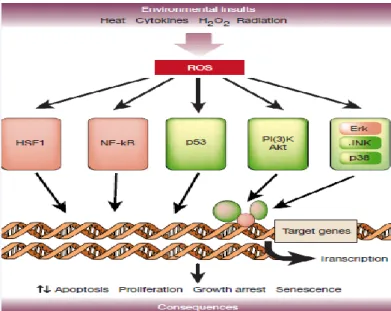 Figure 1.4. Major signalling pathways activated in response to oxidative stress [10] 
