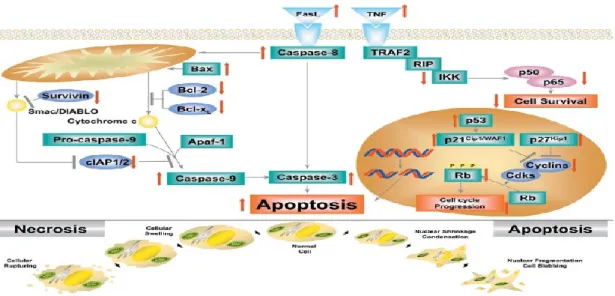 Figure 1.10: Various proposed mechanisms of apoptosis of tumour cells by resveratrol [66] 