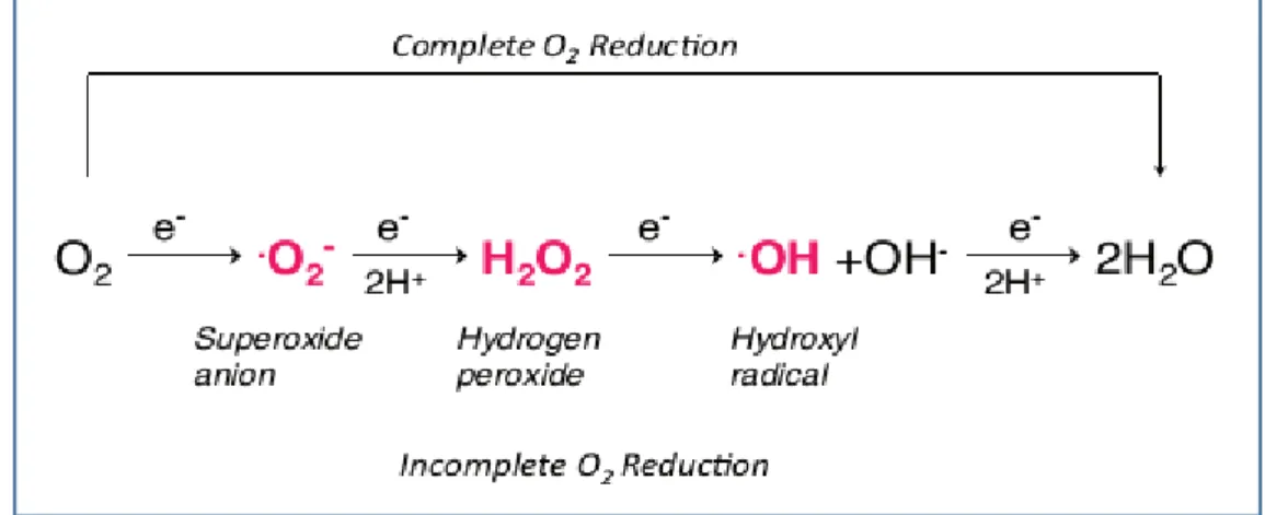 Figure 1.1. Complete and incomplete reduction of molecular oxygen [3]. 