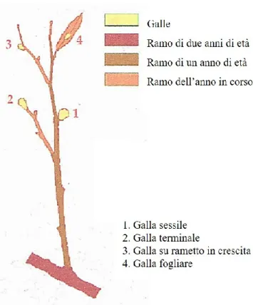 Figura 2 – Classificazione delle galle (da Aebi et al., 2011).                                                