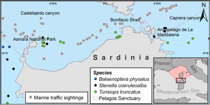 Fig 1. Map of the study area with the boundaries of the Pelagos Sanctuary and the cetaceans and marine traffic observations.
