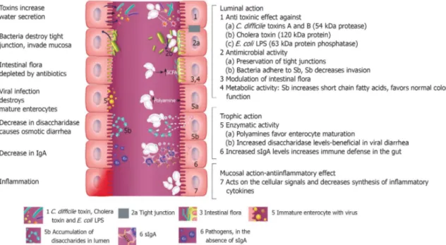 Figure 3. Potential mechanism of action of S. boulardii on intestinal tract. On the left, effects of  different pathogenic microbes are showed