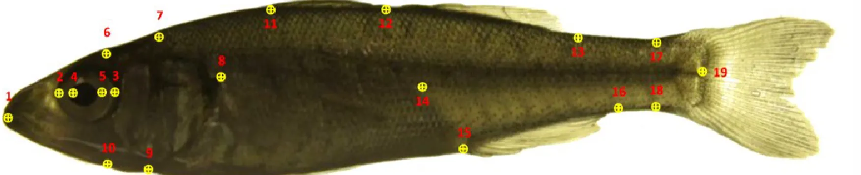 Figure 2. Position of landmarks on the surface of the fish. 