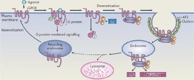 Figura 3. Canonical mechanisms for GPRC’s signaling and trafficking 53 .  