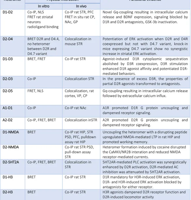 Table  3.  Physical  and  Functional  Evidence  for  Dopamine  Receptor  Heteromers.  Abbreviations:  5HT2AR,  5HT2A  receptor;  A1R,  adenosine  A1  receptor;  A2R,  adenosine  A2  receptor;  AC,  adenylyl  cyclase;  ADHD,  attention-deficit  hyperactivit