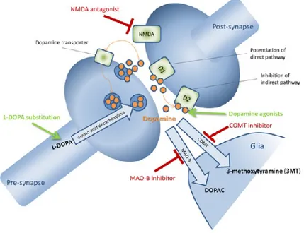 Figura 4. Pharmacology of dopaminergic transmission. Dopamine is released into the synaptic cleft, where it can  bind to post-synaptic D1-like (D1 and D5) and D2-like (D2, D3, and D4) receptors