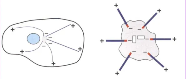 Fig. 2. Schema indicante la polarità strutturale dei microtubuli. Da (Raff 1996),  modificato