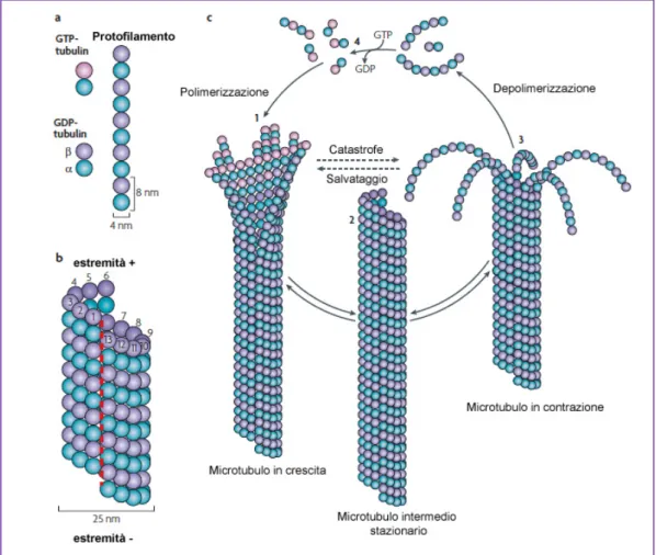 Fig. 3.  Schema descrittivo sulla struttura dei microtubuli e dei meccanismi  sottostanti la loro instabilità dinamica