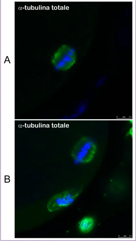 Fig. 6. Immunofluorescenza indiretta con α-tubulina totale che evidenzia la tipica  conformazione a botte del fuso meiotico negli ovociti di pecora (A) e agnella (B)