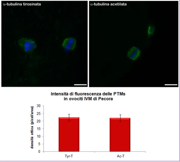 Fig. 7. In alto immagini rappresentative dell’immunofluorescenza per α-tubulina  tirosinata e acetilata in ovociti IVM di pecora