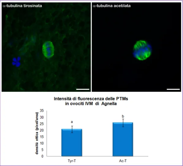 Fig. 8. In alto immagini rappresentative dell’immunofluorescenza per α-tubulina  tirosinata e acetilata in ovociti  IVM  di  agnella