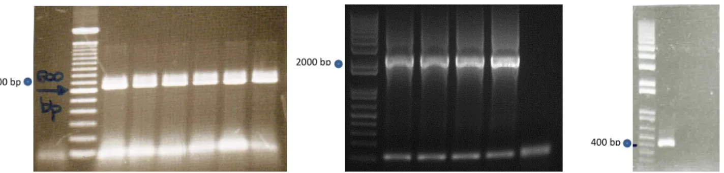Figura 3. Elettroforesi in gel d’agaroso degli amplificati ottenuti mediante PCR TvPRX, TvHSP70 e TvUBI  specifica condotta sul DNA totale di T