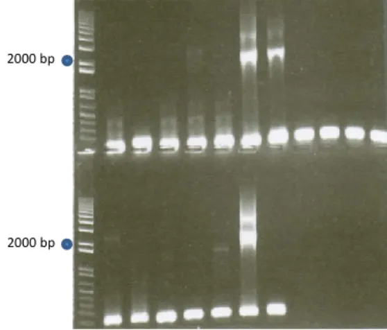 Figura 5. Elettroforesi in gel d’agaroso degli amplificati ottenuti mediante PCR di screening TvHSP70  specifica sul costrutto pET43TvHSP70