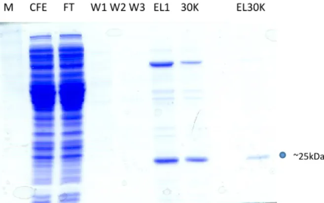 Figura 10. Gel in SDS-page di valutazione della purificazione di TvPRX. In corsia 1 CFE, a seguire FT, tre  lavaggi, eluizione 1 della proteina con il buffer di eluizione a pH 7, 30k e infine EL30k