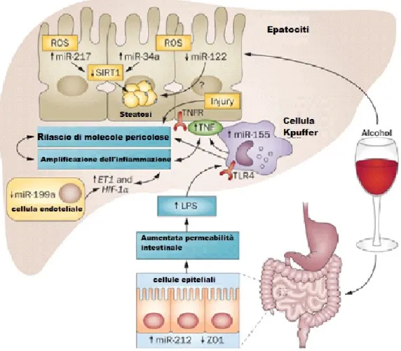 Fig. 8 Ruolo dei miRNA nelle patologie epatiche alcoliche [modificata da Gyongyi Szabo and Shashi Bala (49)] 