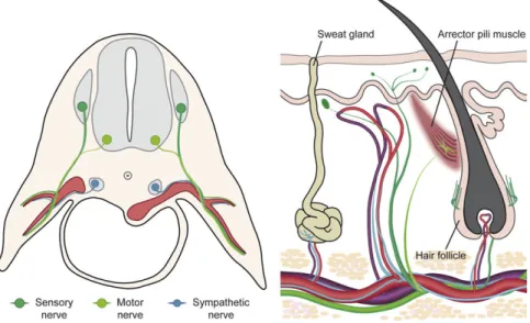 Figura  5:  organizzazione  dei  vasi  e  dei  nervi  cutanei  durante  lo  sviluppo  e  alla  maturità