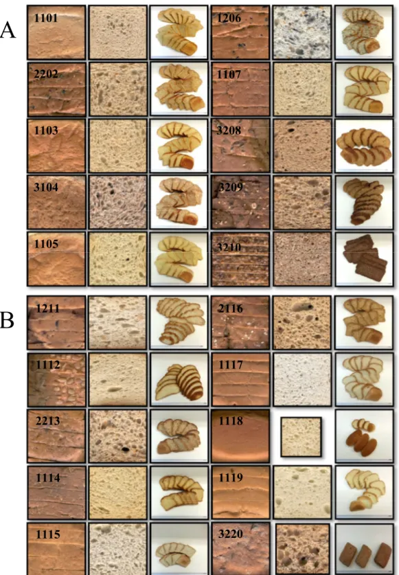Fig.  1  Crust  and  crumb  slice  digitalized  images  of  gluten  (A)  and  gluten-free  (B)  commercial  breads