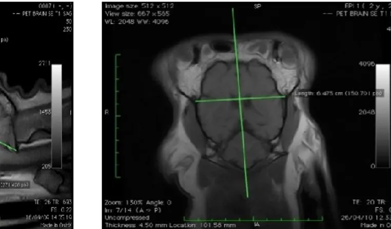 Fig 2 a: sezione sagittale del cranio Fig. 2 b: sezione dorsale del cranio