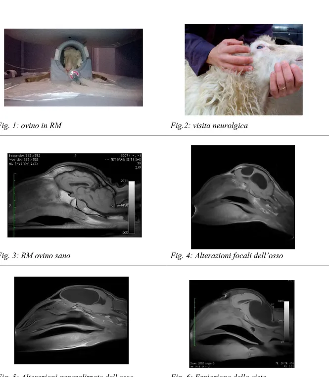 Fig. 1: ovino in RM  Fig.2: visita neurolgica 