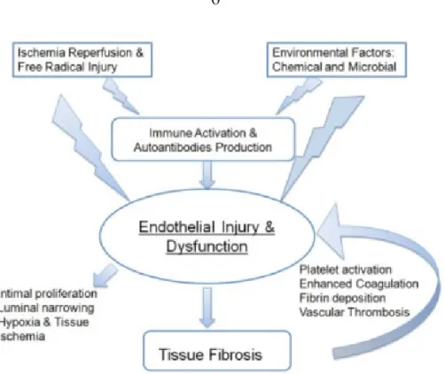 Figure  1.2.  Pathogenesis  of  SSc  vasculopathy.  Endothelial  injury  and  dysfunction  are  initiated  by  the  actions  of  free  radicals  or  chemical  and  microbial  agents  that  injure  the  endothelium, either directly or indirectly