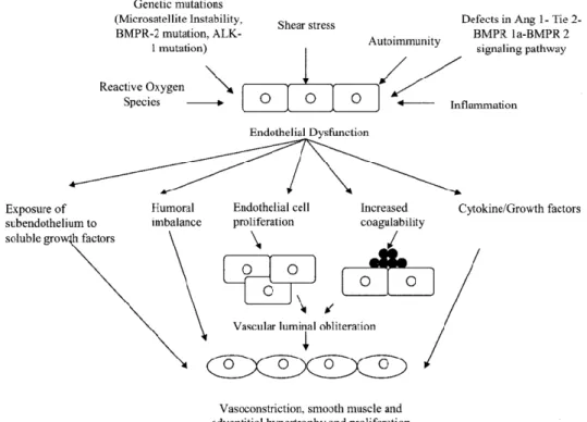 Figure  1.4.  Mechanistic  role  of  endothelial  dysfunction  in  pulmonary  hypertension  and  pulmonary  vascular  remodeling