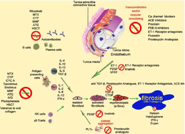 Figure  1.5.  Summary  of  the  pathogenetic  processes  leading  to  fibrosis  in  SSc  and  mechanism of action of some of the commonly used drugs