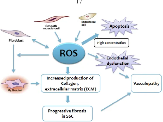 Figure 1.6. Schematic diagram of ROS-induced fibrotic process in SSc. 