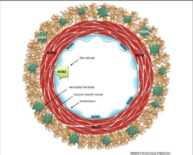 Figure  1.7.  NADPH  oxidase  (NOX)  isoform  expression  in  the  various  cell  types  of  the  blood vessel wall