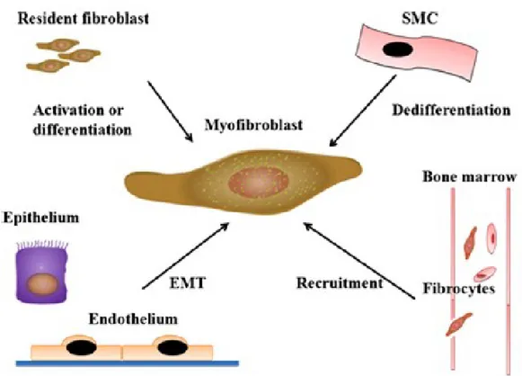 Figure 1.9. Multiple origins of myofibroblasts [126]. 