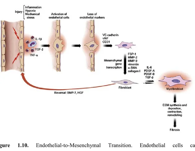 Figure  1.10.  Endothelial-to-Mesenchymal  Transition.  Endothelial  cells  can  transdifferentiate into fibroblasts  under the influence of several  factors