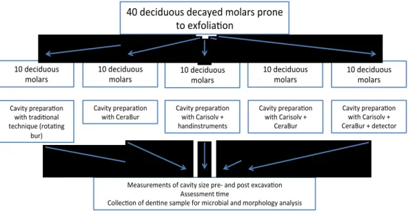 Fig.  2  Summary  of  experimental  design  to  collect  primary  teeth  to  test  different  method  of  caries  removal 