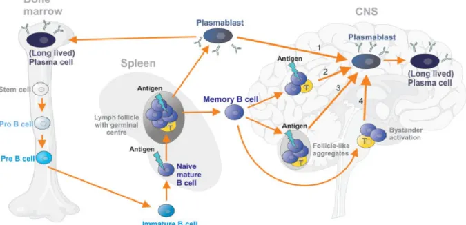 Figura 6. Quattro possibili percorsi di produzione delle immunoglobuline nel SNC 