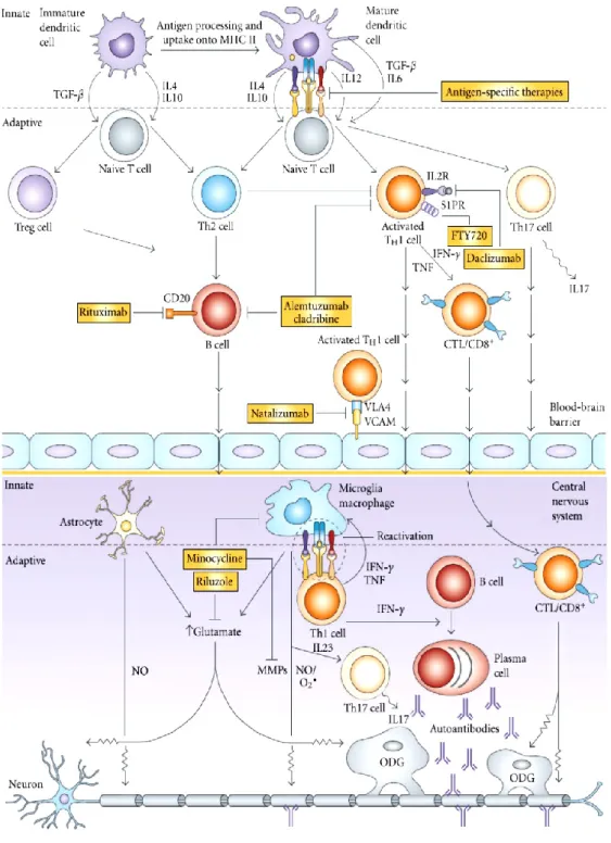 Figura 7. Immunopatogenesi della SM e bersagli terapeutici 