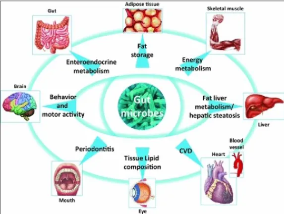 Figure 2. Gut microbiome and host interactions 