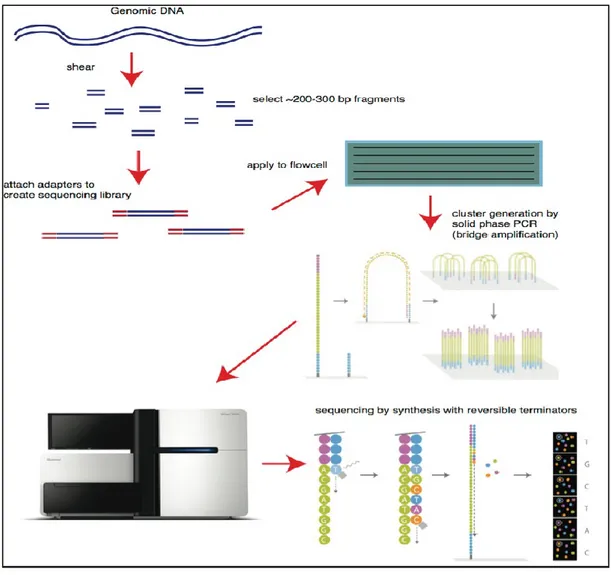 Figure 4. Illumina sequencing by synthesis