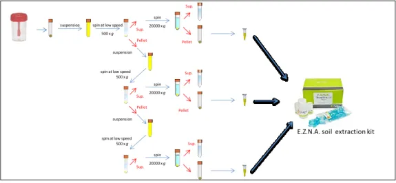 Figure 5.  Differential centrifugation 