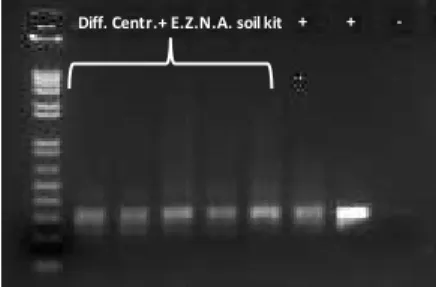Figure  8.  16S  rRNA  amplification  of  samples  pretreated  with  differential  centrifugation  and  extracted  with  E.Z.N.A