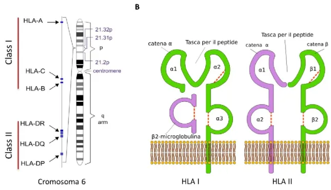 Figura 7. HLA I e II, geni e struttura proteica. (A) Distribuzione dei geni HLA I e II nel cromosoma  6