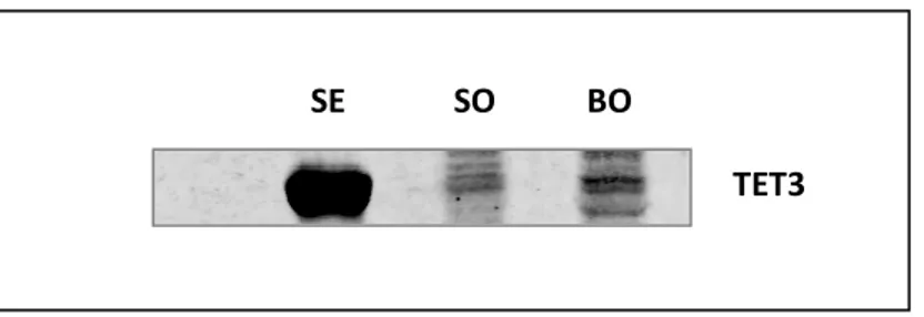 Figure 5.1: Western blot analysis to test the specificity of TET3 antibody on sheep, using protein extracts from  sheep oesophagus (SE), sheep ovary (SO) and bovine ovary (BO)