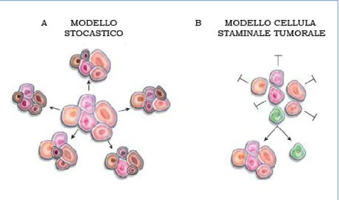 Fig. 6. Modello stocastico versus modello gerarchico delle cellule staminali tumorali