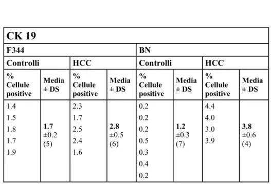 Tabella 1.  Espressione di CK19 valutata come % di cellule positive rispetto al  totale di cellule contate sia in sezioni di controlli che di HCC nei ceppi di ratto  F344  e  BN