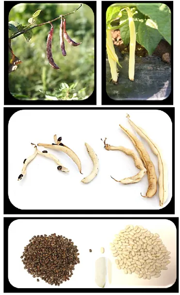 Figure 2.7 –Differences between MG38 (on the left) and MIDAS (on the right) for pod  traits (photos by M.L