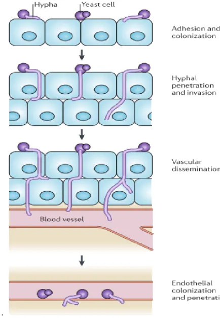 Figure 1.4. The steps of C. albicans tissue invasion [19]. 