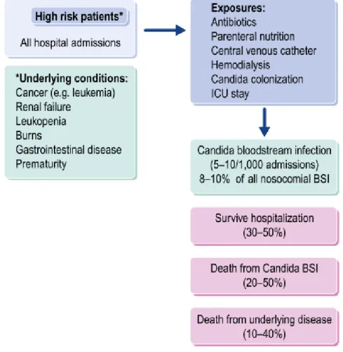 Figure 1.5.  Hospital - acquired Candida infections [37] 